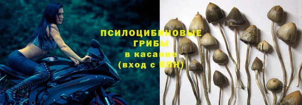 PSILOCYBIN Михайлов
